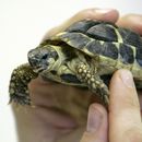 Die griechische Landschildkröte Hermann wird vom Veterinärmediziner Dr. Michael Pees untersucht, Foto: Jan Woitas Foto: Die griechische Landschildkröte Hermann wird vom Veterinärmediziner Dr. Michael Pees untersucht. Er hält sie in seinen Händen dicht vor seinem Gesicht. Foto: Jan Woitas